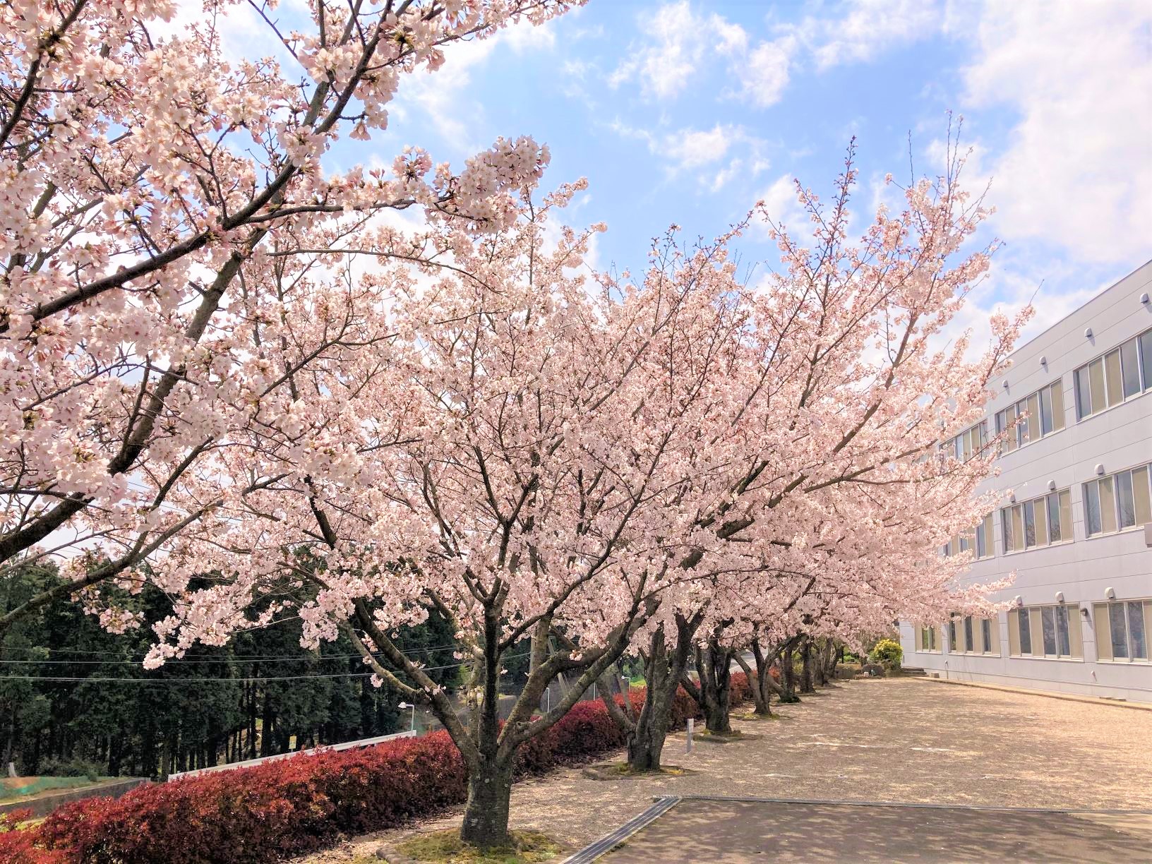 cherry blossoms at Toa Koki